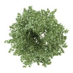Obraz premium 3d illustration of Dogwood tree isolated on transparent Canvas from the top view