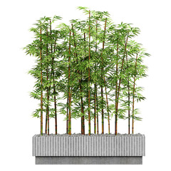 collection of Bambusoideae plant in planter with realistic style