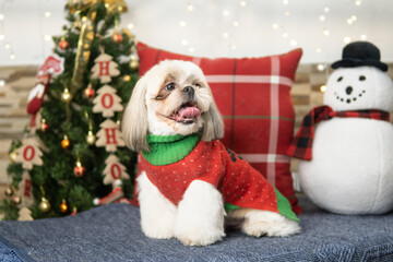 sesion de fotos navideña perro