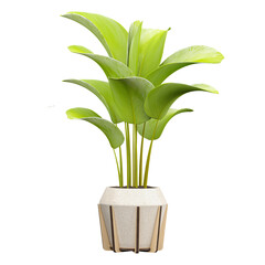 collection of Strelitzia nicolai plant in planter with realistic style