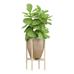 3d illustration of Fiddle-leaf fig in planter isolated on transparent canvas