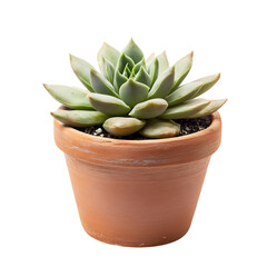 A Small Succulent Plant in a Terracotta Pot Isolated on Transparent Background
