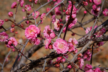 Plum blossoms in Osaka, Japan.
