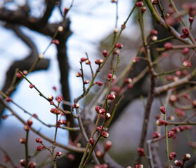 Plum blossoms in Osaka, Japan.