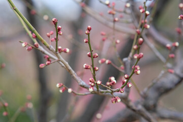 Plum blossoms in Osaka, Japan.