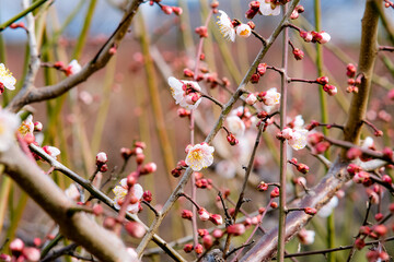 Plum blossoms in Osaka, Japan.