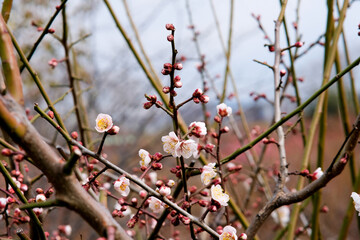 Plum blossoms in Osaka, Japan.