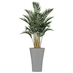 3d illustration of Areca palm tree isolated on transparent canvas