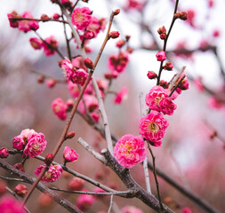 Plum blossoms in Osaka, Japan.