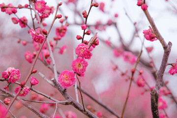 Plum blossoms in Osaka, Japan.