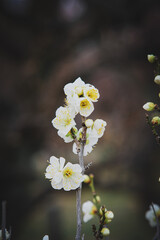 Plum blossoms in Osaka, Japan.