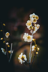 Plum blossoms in Osaka, Japan.