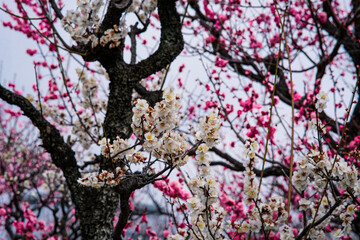 Plum blossoms in Osaka, Japan.