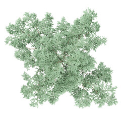 3d rendering of Ash tree isolated on transparent canvas from top view