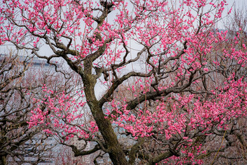 Plum blossoms in Osaka, Japan.