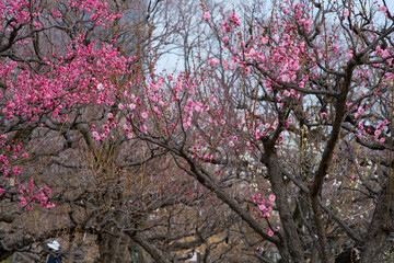 Plum blossoms in Osaka, Japan.