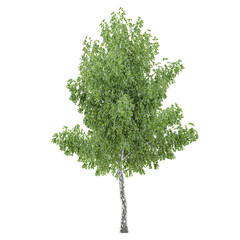 Fototapeta premium Beautiful shape of green birch tree tree isolated on transparent Canvas