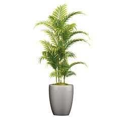 Beautiful shape of green Areca palm tree isolated on transparent Canvas
