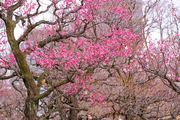 Plum blossoms in Osaka, Japan.