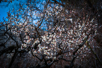 Plum blossoms in Japan during winter month.