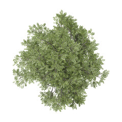 Green beautiful Oak tree isolated on Canvas from top view