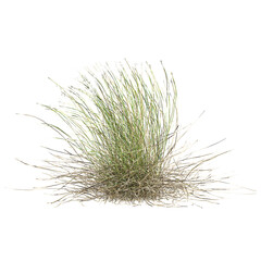 Green beautiful Stipa borysthenica grass isolated on Canvas