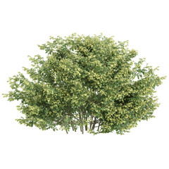 Obraz premium Green Tilia cordata tree isolated on transparent Canvas