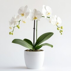 White Orchids in Pot, Studio Shot (1)