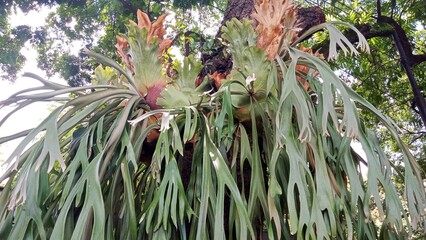 Large Staghorn Fern Platycerium Growing Epiphytic on a Tree Trunk in a Tropical Garden © Reni