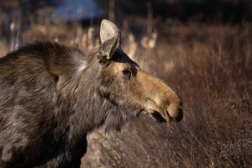 Side view portrait of a cow moose Alces alces in Algonquin Provincial Park Ontario Canada 