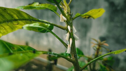 Fototapeta premium Close-up of Mango Tree Attacked by White Planthopper Nymphs in Nature