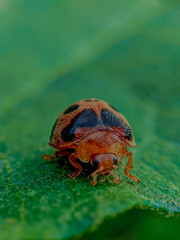ladybug on leaf