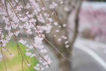 Close-up shot of pink Sakura flowers on a branch, nature in Jaapan concept
