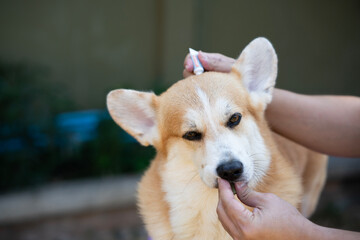 Close up woman lures and applying tick and flea prevention treatment and medicine to her corgi dog or pet.