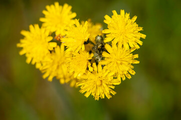 canada hawkweed