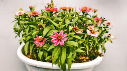 Vibrant Zinnia Elegans Display, A Blooming Celebration of Summer Beauty