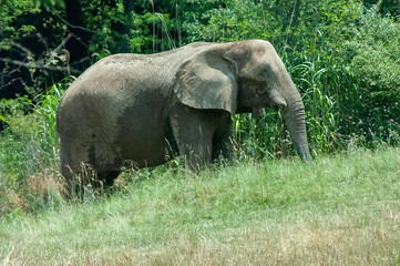 Fototapeta premium elephant in the zoo