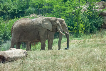 elephants in the zoo