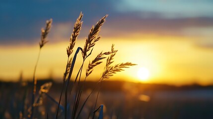Fototapeta premium Golden sunlight illuminating tall grass swaying gently at sunset creating a serene view : Generative AI