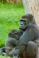 mother gorilla with baby