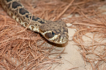 closeup of an eastern diamondback rattlesnake