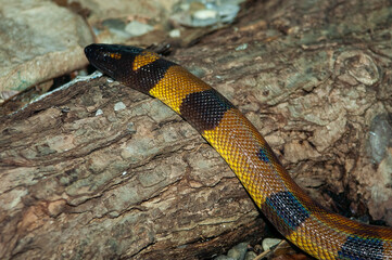 yellow and black snake