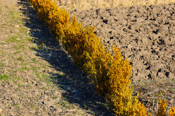 A row of boxwood shrubs is shown stretching along a brown field. The shrubs are column-shaped or pyramidal, densely covered with small leaves of yellow color.