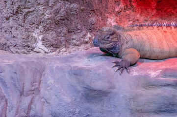 iguana on the rock