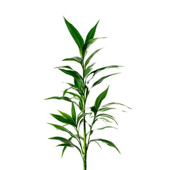 Fototapeta premium Tall Dracaena Plant with Narrow Green Leaves Isolated on Transparent Background