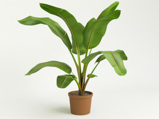 Fototapeta premium A potted banana plant with large leaves on a white background, as a 3D illustration.
