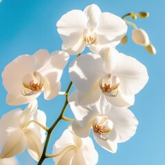 Orchid blossoms against blue sky