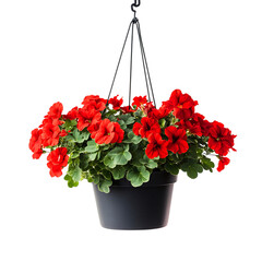 Hanging Potted Geranium with Cascading Red Flowers Isolated on Transparent Background
