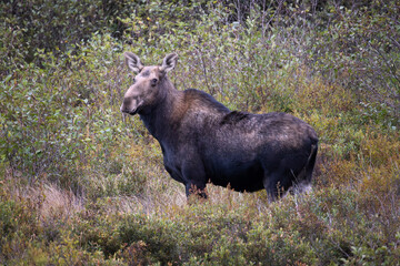 Cow moose Alces alces in Algonquin Provincial Park Ontario Canada