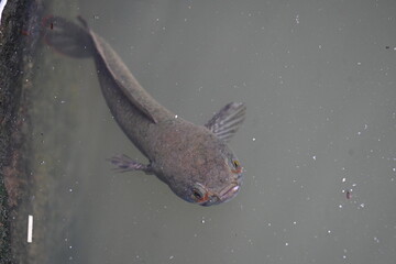 Snakehead or Channa orientalis Fish inside the water. 
Channa is a genus of predatory fish in the family channidae, native to fresh water habitats in asia. Asiatic Snakehead is a freshwater fish.
